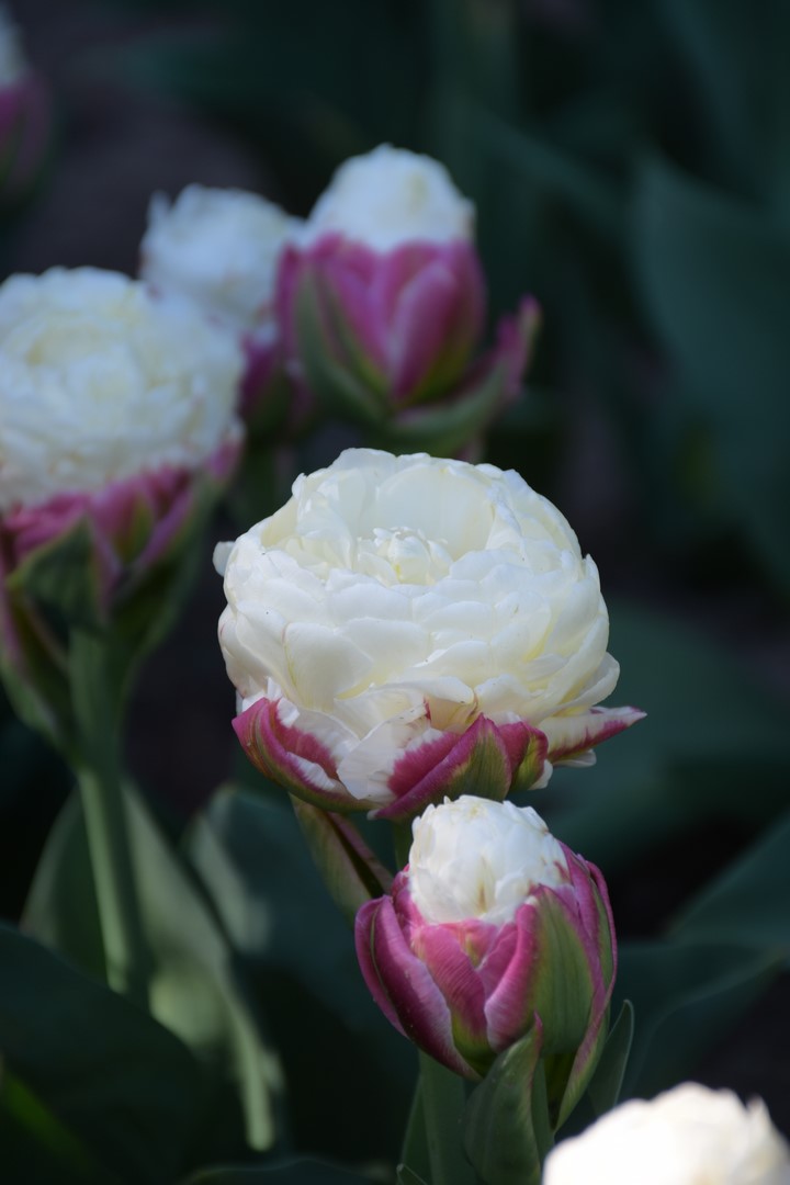 Tulipan pełny późny Ice cream